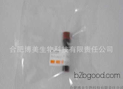 (GAPDH) Glyceraldehyde 3 phosphate dehydrogenase/3-phosphoglyceraldehyde dehydrogenase