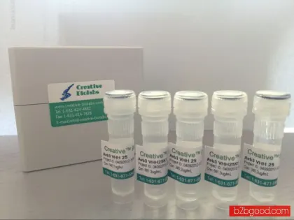 Recombinant Human Anti-human TYRP1 Antibody Fab Fragment