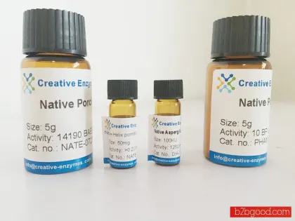 Native Escherichia coli L-Arginine Decarboxylase