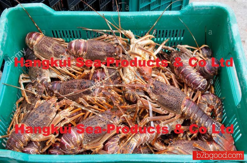 Живые скаты западного побережья (Jasus lalandii)
