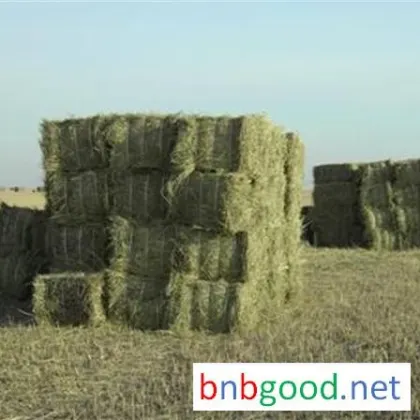 Han Lun Grass Industry, Yang Cao, Northeast Yang Cao, Feed, Livestock Grass, Yang Cao Wholesale