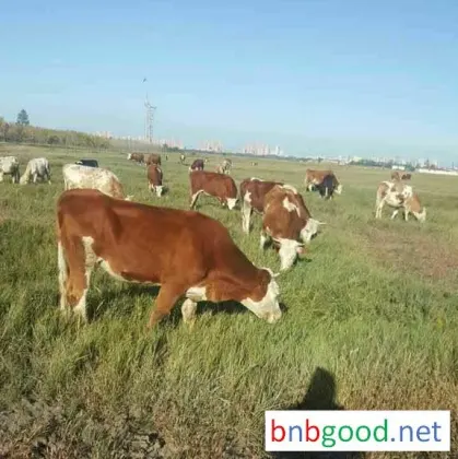 Heilongjiang Hanlun Grass Industry, Yangcao, Northeast Yangcao, Feed, Livestock Grass, Yangcao Wholesale,