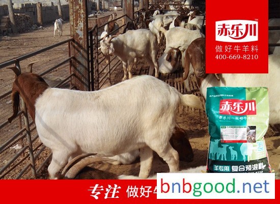 Chilechuan Y640 Domesticated Sheep Nutritional Feed