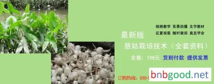 Изменение содержания основных углеводов в процессе зимовки на поле клубнелуковиц стрелолиста