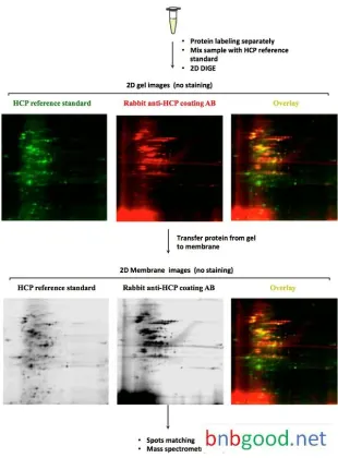 host cell protein analysis