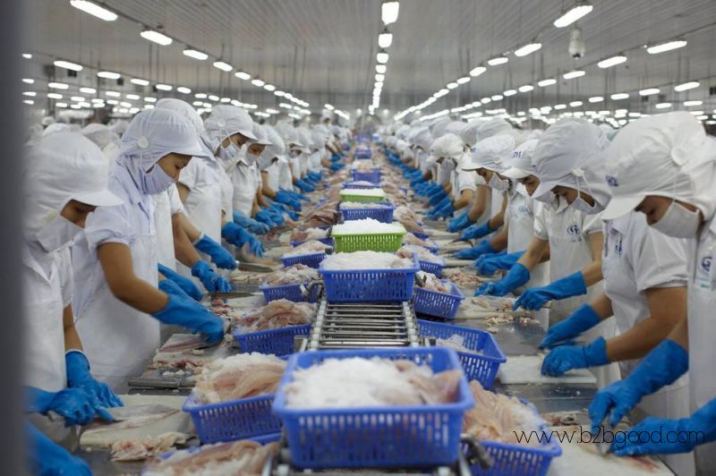 Frozen Pangasius fish in Fillets