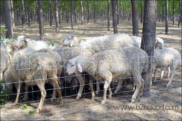 SHEEP & GOAT FENCE