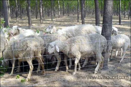 SHEEP & GOAT FENCE