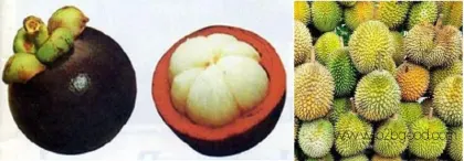 Mangosteen (fresh fruit).