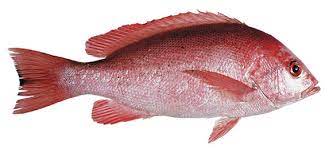 Frozen Fish