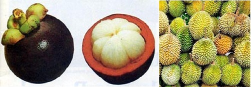 Mangosteen (fresh fruit).