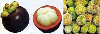 Mangosteen (fresh fruit).